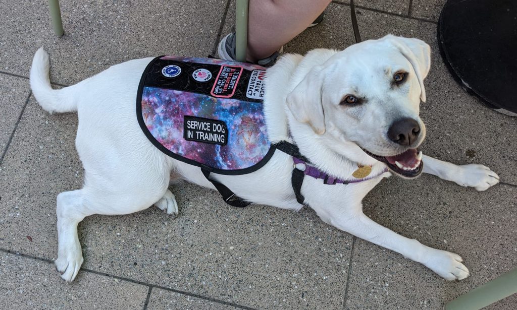 Service Dog In Trianing